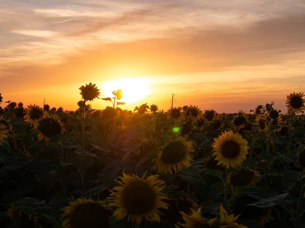 Feld Blühender Sonnenblumen Auf Einem Hintergrund Sonnenuntergang — Stockfoto