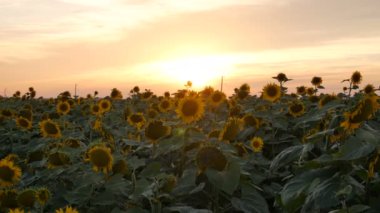 Gün batımında çiçek açan ayçiçeği tarlası