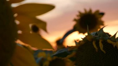 Gün batımında çiçek açan ayçiçeği tarlası