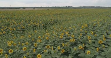 Çiçek açan ayçiçeği tarlası 