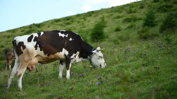 Grama Vaca Livre Feliz Alimentado Nas Montanhas — Vídeo de Stock