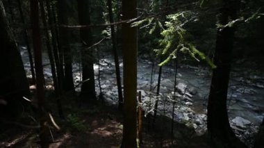 Dağ nehri su manzarası. Dağlardaki vahşi nehir