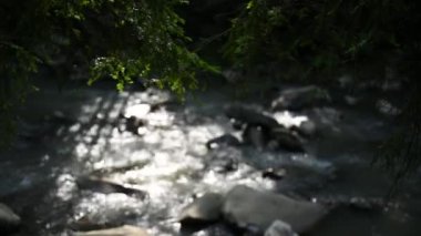 Dağ nehri su manzarası. Dağlardaki vahşi nehir