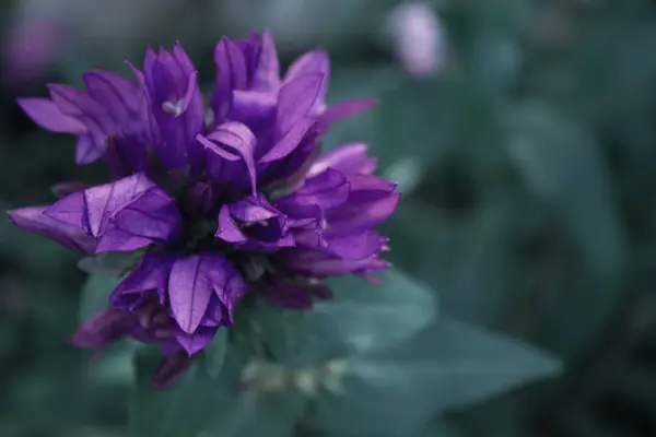 Zbliżenie Oddział Fioletowe Kwiaty Niewyraźne Tło — Zdjęcie stockowe