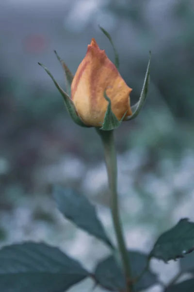 Gros Plan Bourgeon Rose Orange Sur Fond Flou — Photo