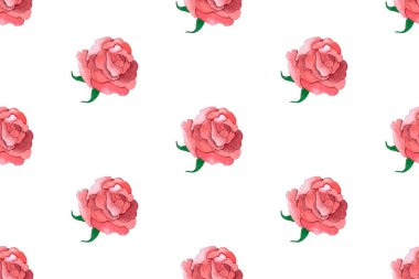 Beyaz zemin üzerine suluboya gül deseni