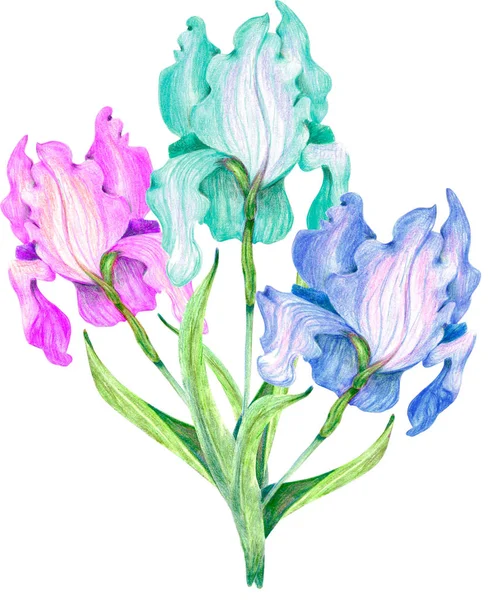 Ilustração Desenhada Mão Flores Sobre Fundo Branco — Fotografia de Stock
