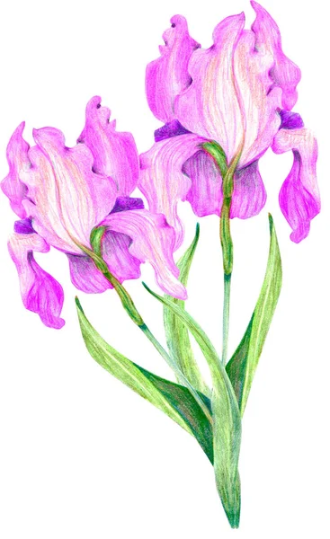 Ilustração Desenhada Mão Flores Cor Rosa Sobre Fundo Branco — Fotografia de Stock