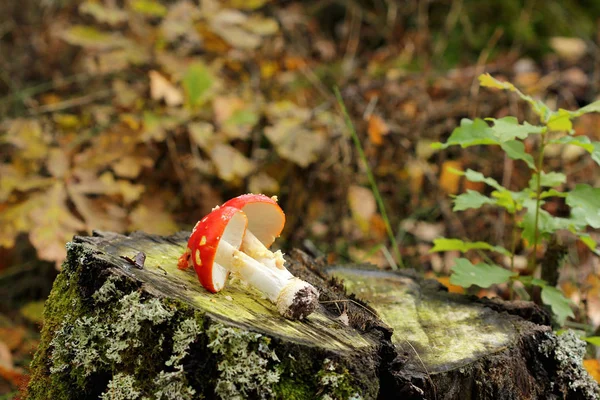 mushroom lies on a stump in the forest.poisonous mushrooms, fly agaric.