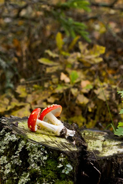 Forest Poisonous Mantar Sinek Agaric Bir Güdük Üzerinde Mantar Yalan — Stok fotoğraf