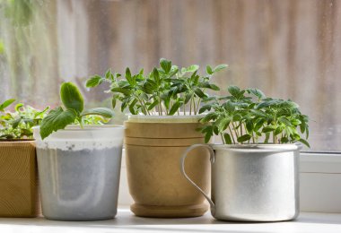 Domates ve biber pencere üzerinde fidan