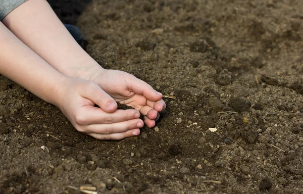 handful of arable soil in the hands of a child