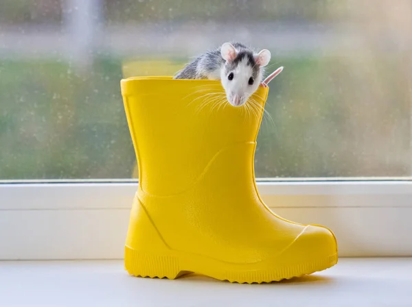 ゴムのブーツから覗く面白い小さなネズミ 新年のネズミのシンボル — ストック写真