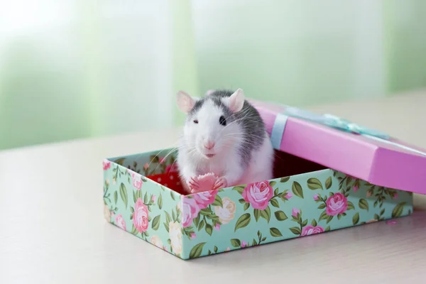 ギフトボックスに座っている面白いネズミ ネズミのウインク — ストック写真