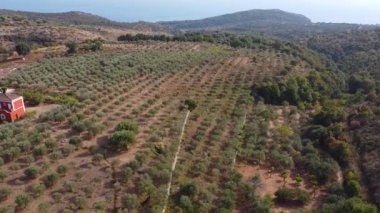 Zeytin ağaçları ve denizlerle dolu bir çiftliğin üzerinde uçuyor