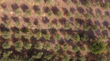 Zeytin ağaçlarıyla dolu bir çiftliğin üzerinde uçuyorlar.