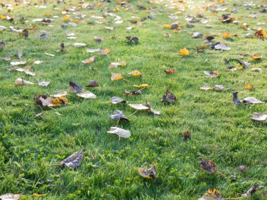 Browlu yeşil bahçe ve sarı sonbahar yaprakları