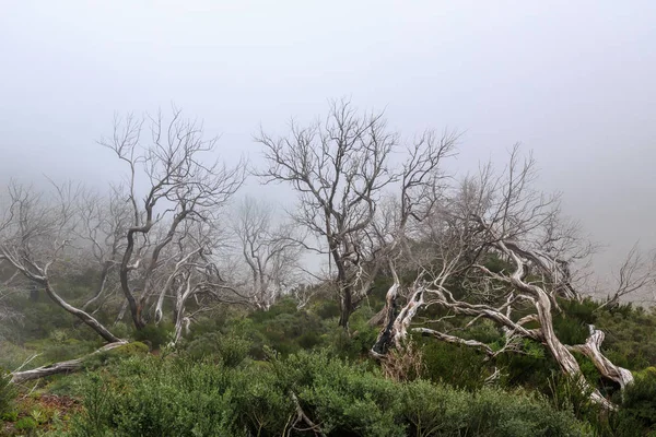 Gruselige Landschaft Mit Einem Nebeligen Dunklen Wald Mit Toten Weißen — Stockfoto