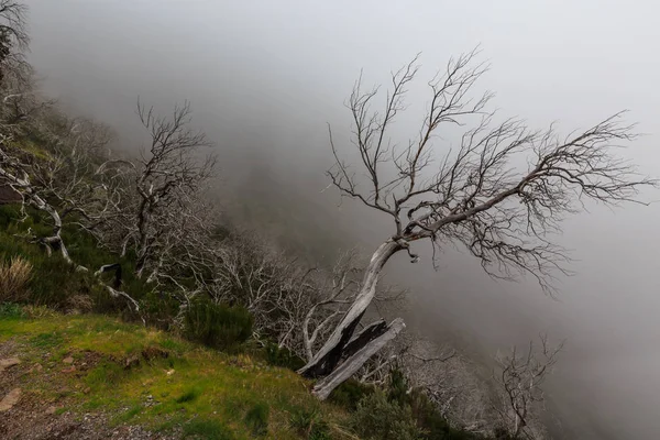 Läskiga Landskapet Visar Dimmiga Mörka Skogen Med Döda Vita Träd — Stockfoto
