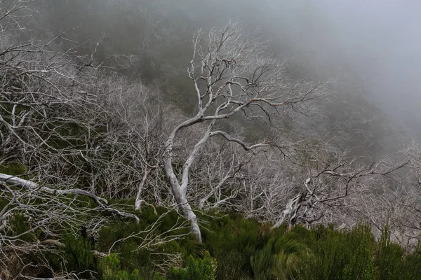 Läskiga Landskapet Visar Dimmiga Mörka Skogen Med Döda Vita Träd — Stockfoto