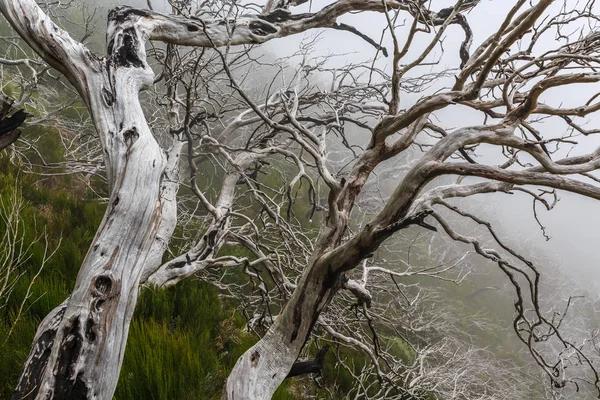 Peisaj Înfiorător Care Arată Pădure Întunecată Cețoasă Copaci Albi Morți — Fotografie, imagine de stoc