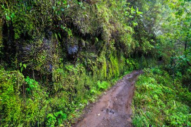 Dik kayalar ve yağmurlu bir gün tarih Madeira, Portekiz dağlarda yürüyüş yolu boyunca levada