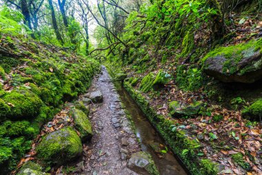 Levada Adası Madeira, Portekiz bir ormandaki boyunca yürüyüş yolu