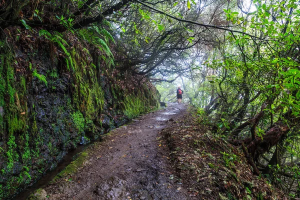 Hiker Vandringsled Längs Levada Bergen Madeira Portugal — Stockfoto