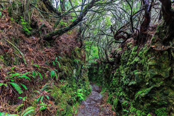 雨の日に ポルトガルのマデイラ諸島の山地の用水沿いの散歩道 — ストック写真