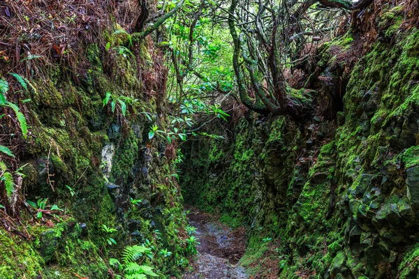 Sentiero Escursionistico Lungo Levadas Nelle Montagne Madeira Portogallo Una Giornata — Foto Stock