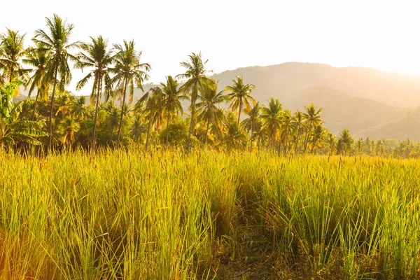 Fält Med Högt Gräs Och Palm Träd Den Bakgrunden Upplyst — Stockfoto