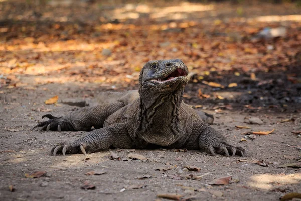 Komodo Drache Auf Dem Boden Liegend Auf Der Insel Rinca — Stockfoto