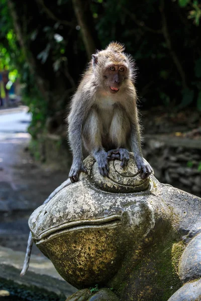 Affe Sitzt Auf Einer Frosch Statue Affenwald Bei Ubud Bali — Stockfoto