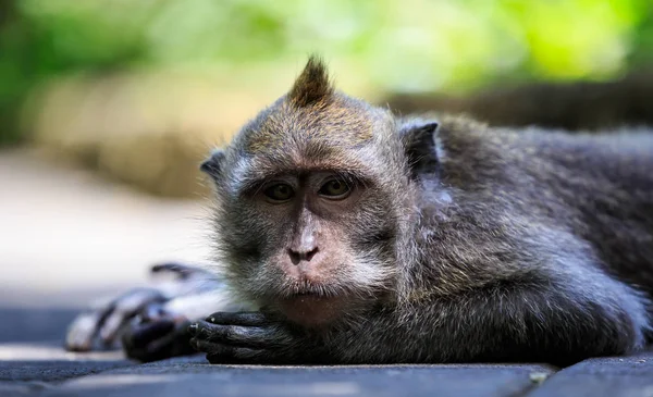 Macaco Deitado Chão Visto Posição Close — Fotografia de Stock