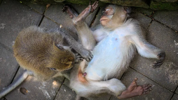 Monkey Flea Other Monkey Lying Relaxed Ground Ubud Monkey Forest — Stock Photo, Image