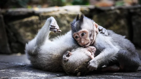 Zwei Junge Affen Spielen Auf Dem Boden Ubud Affenwald Bali — Stockfoto