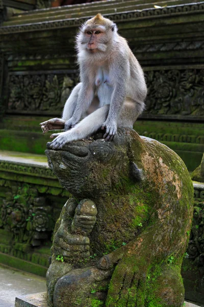 Macaco Sentado Cima Uma Estátua Monkey Forest Ubud Bali — Fotografia de Stock
