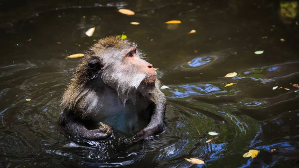 Monkey Colling Dole Vodě Ubud Monkey Forest Bali — Stock fotografie