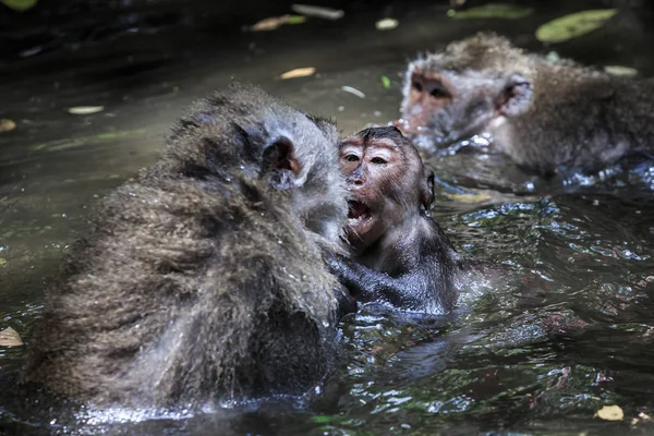 Singe Coller Dans Eau Ubud Monkey Forest Bali — Photo