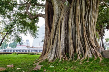 Sri Lanka, Asya arka planda stupa ile büyük kutsal Bodhi ağacı