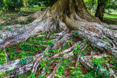 Sri Lanka, Asya bir parkta büyük kutsal Bodhi ağacının kökleri