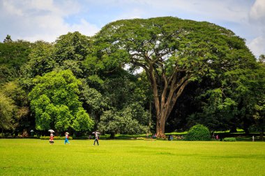 Sıcak yaz gününde Sri Lanka bir parkta büyük ağaç