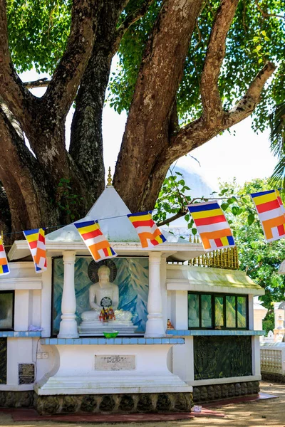 Velké Svaté Smokvoň Mnoho Buddhů Náměstí Srí Lanka — Stock fotografie