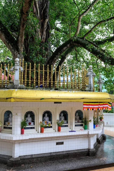 Grande Albero Bodhi Santo Circondato Molti Buddha Una Piazza Sri — Foto Stock