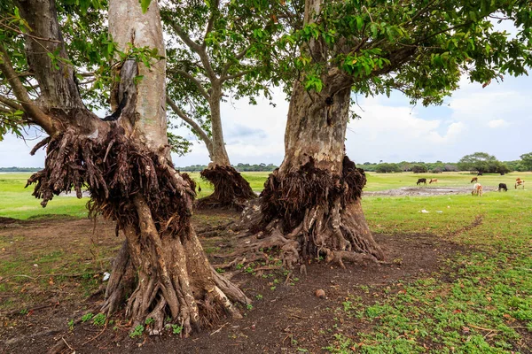 Arbres Dans Une Prairie Avec Des Vaches Sri Lanka Asie — Photo