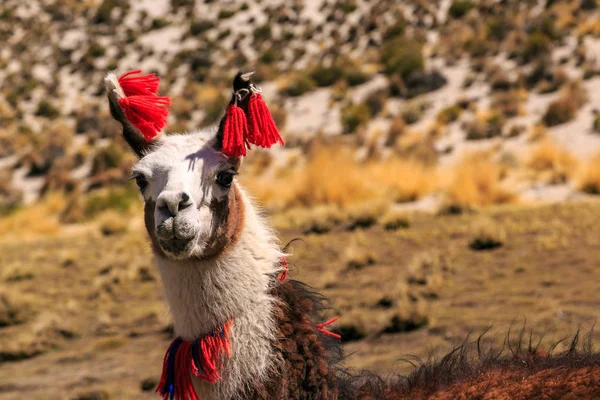 Lama with colorful ear tags — Stock Photo, Image