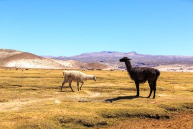 Lamas güzel bir Güney Amerika altiplano manzarasında duruyor.