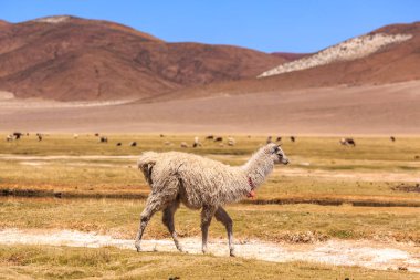 Lama güzel bir Güney Amerika altiplano manzarasında duruyor.
