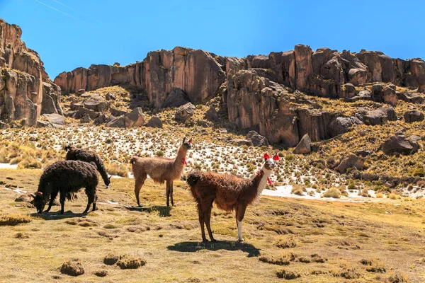 Лама стоїть у мальовничому краєвиді Південної Америки. — стокове фото
