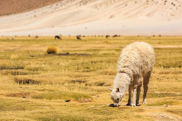 Lama standing in a beautiful South American altiplano landscape — Stock Photo, Image